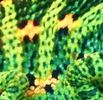 Yoda's Skin2