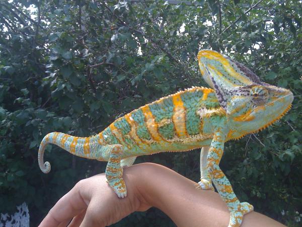 Yoshi 3yrs