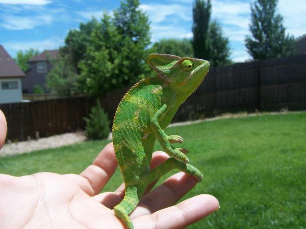 Yoshi 8 months