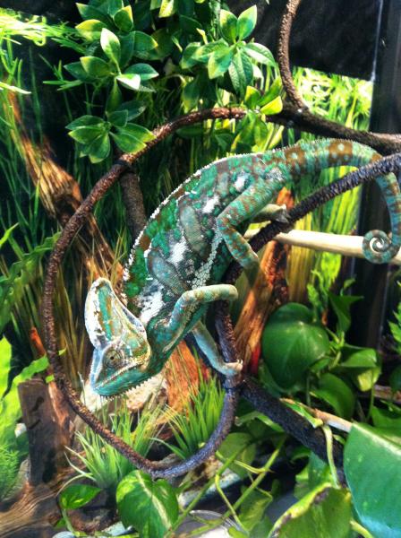 Yoshi coming down to explore :)