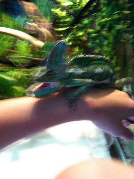 Yoshi doesn't like my phone so much...