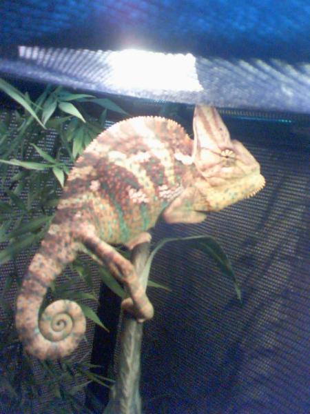 Yoshi getting mad at the camera (about 10 months old)