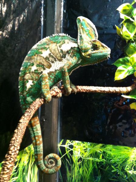 Yoshi hanging out on his favorite branch.