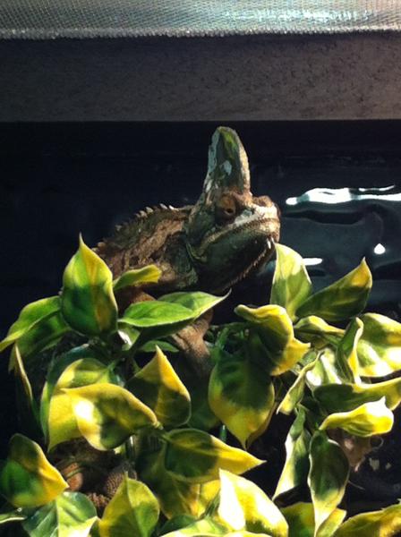 Yoshi still adjusting...
