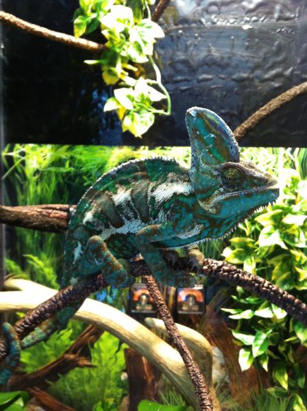 Yoshi swallowing his food.