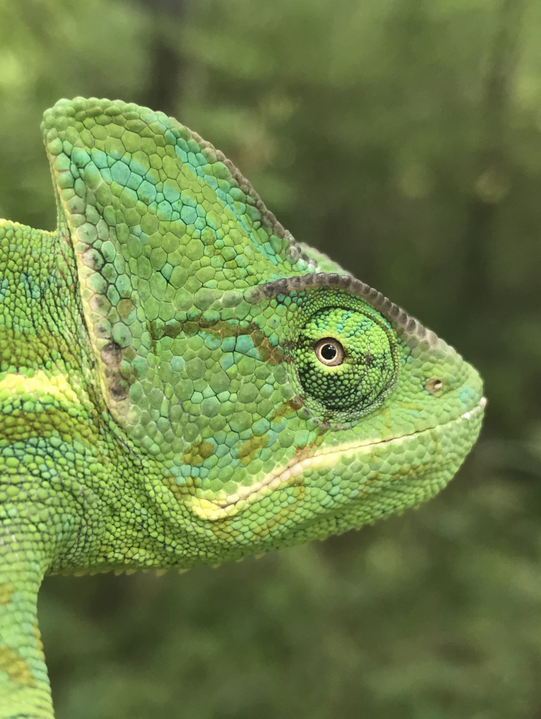 YoshiMoto True Colors