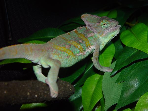 You can get a really clear shot of Buddy's broken leg in this shot.  It is healing well thanks to my little trooper.