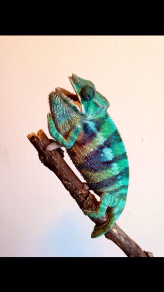 You can really see his purple when he is mad.