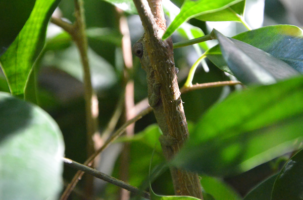 You can't see me, I'm a twig.