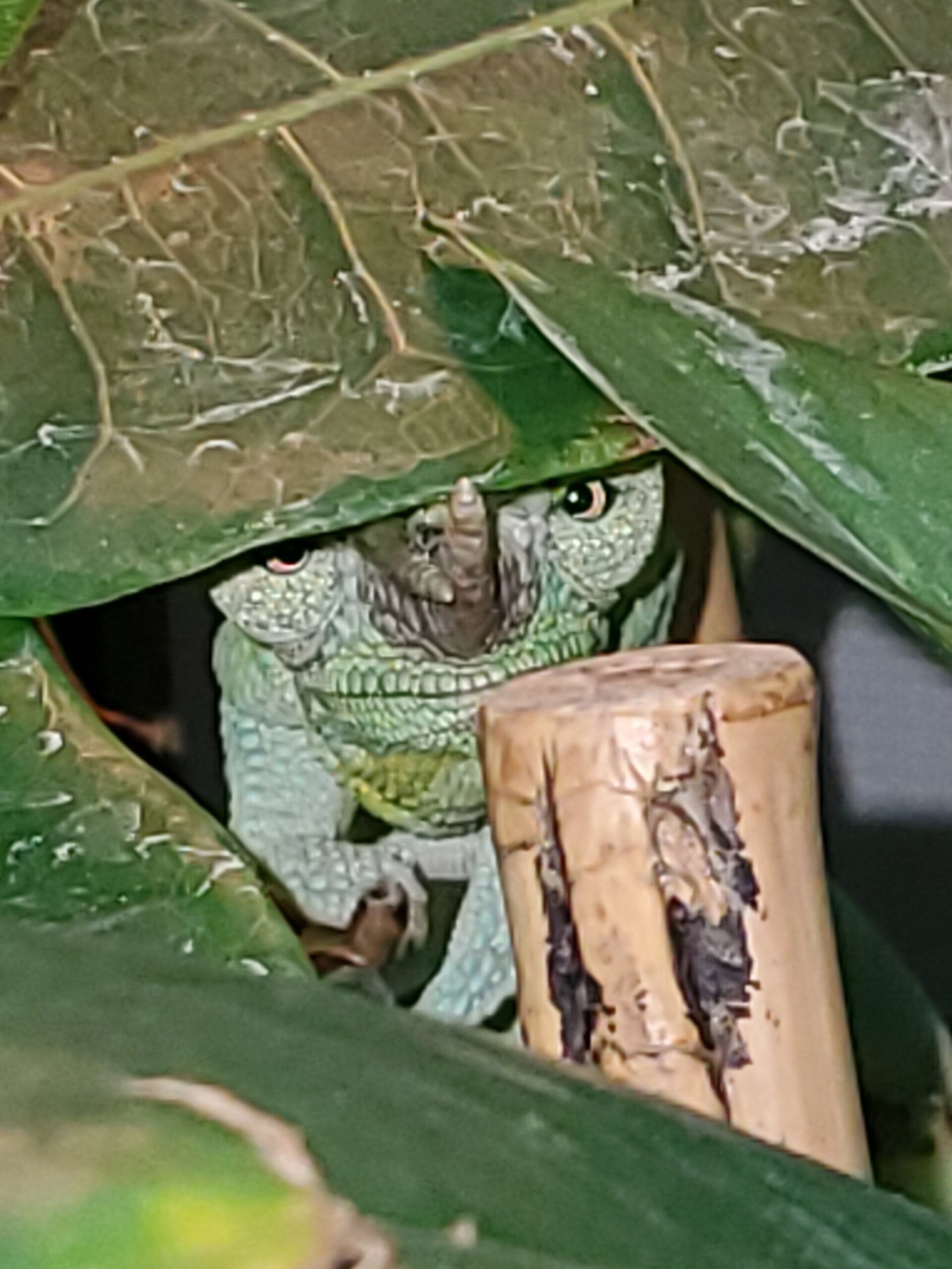 You can't see me !!!