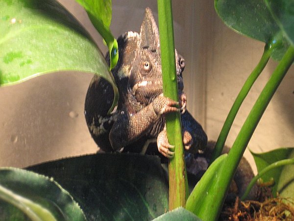 You don't see me; I am a leaf.