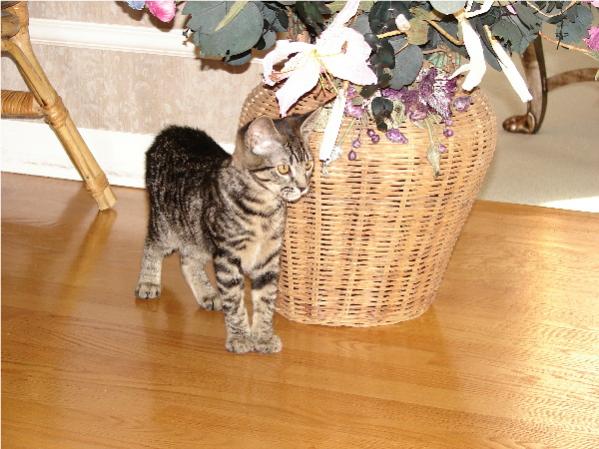 Young and Beautiful Bibi.