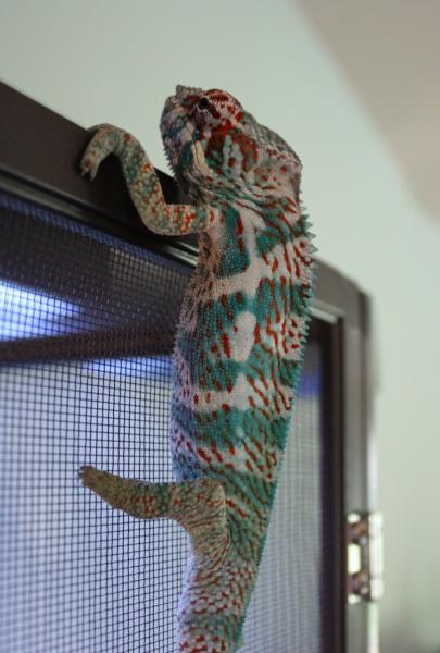 Young Faly 5.25 Months