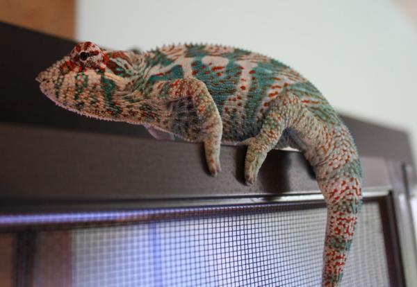 Young Faly 5.25 Months