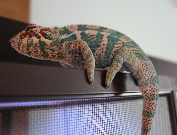 Young Faly 5.25 Months