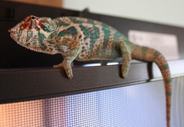 Young Faly 5.25 Months