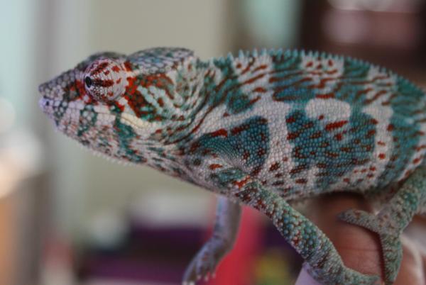 Young Faly 5.25 Months