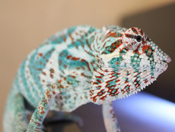 Young Faly 5.25 Months