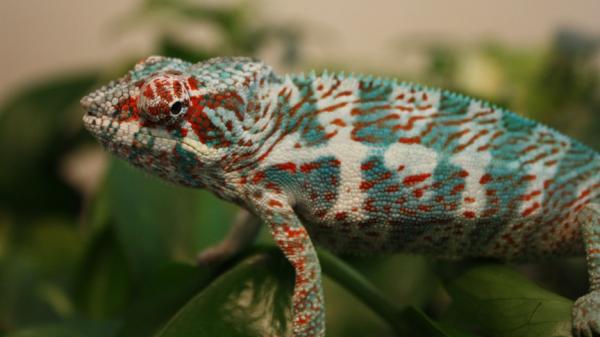 Young Faly almost 6 Months