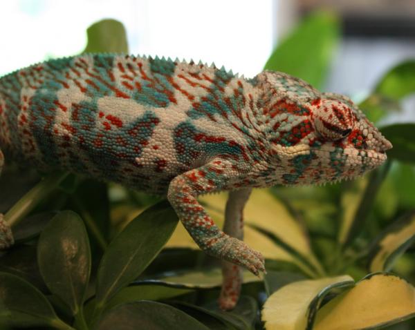 Young Faly almost 6 Months