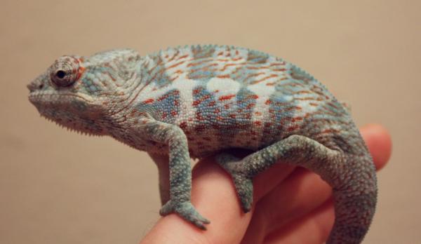 Young Faly Male 4.5 Months