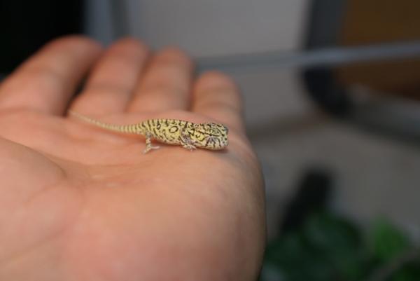 Young Male Carpet