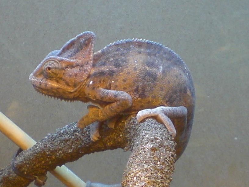 Young Male Velied