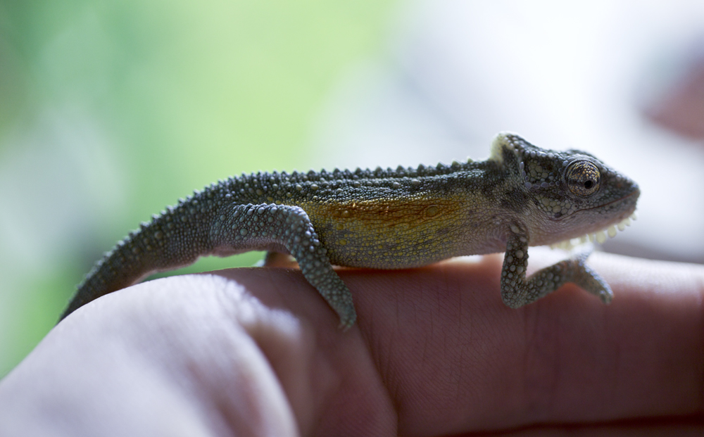 Young Thamnobates Male