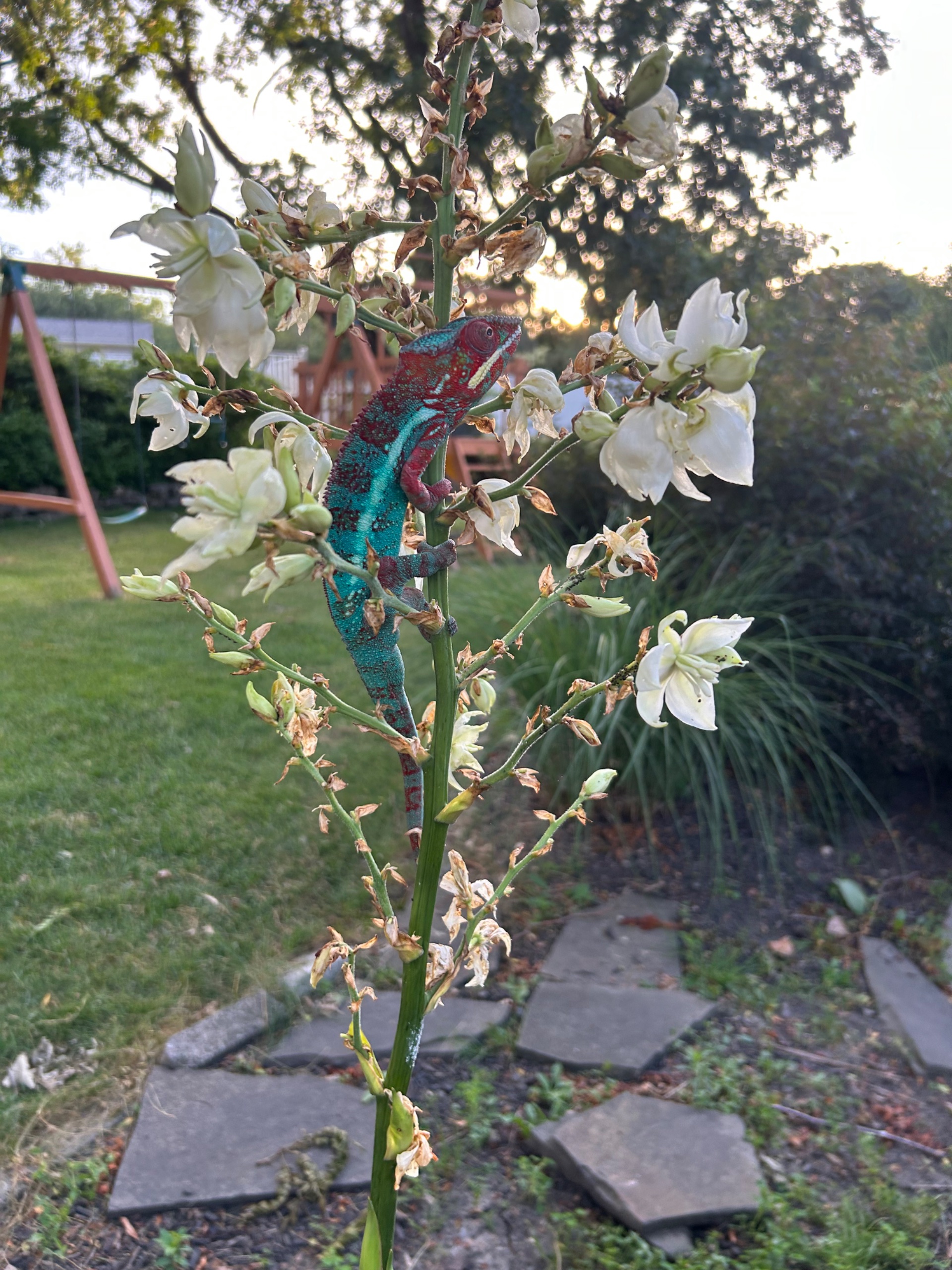 Yucca climb
