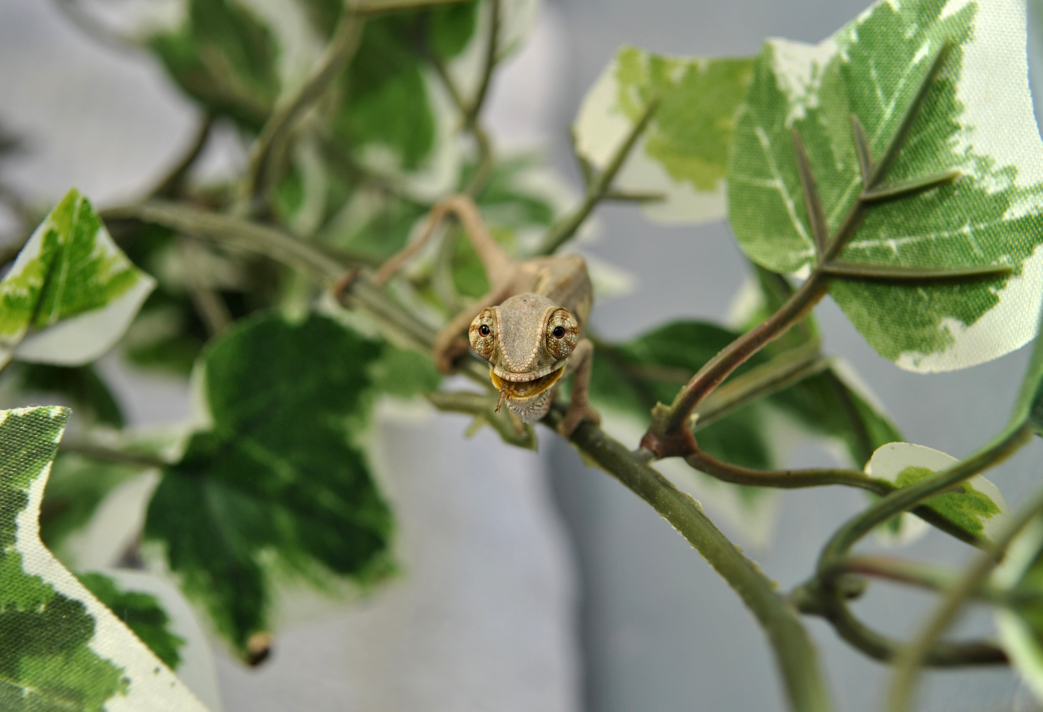 Yummy Cricket