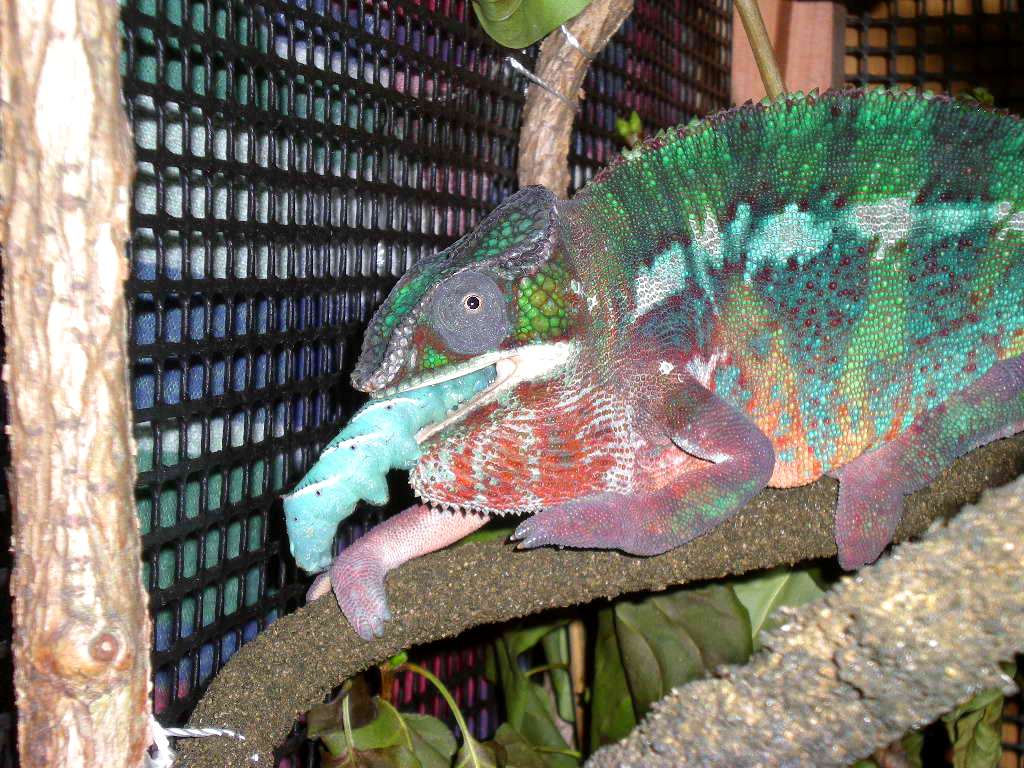 Yummy Giant Hornworm