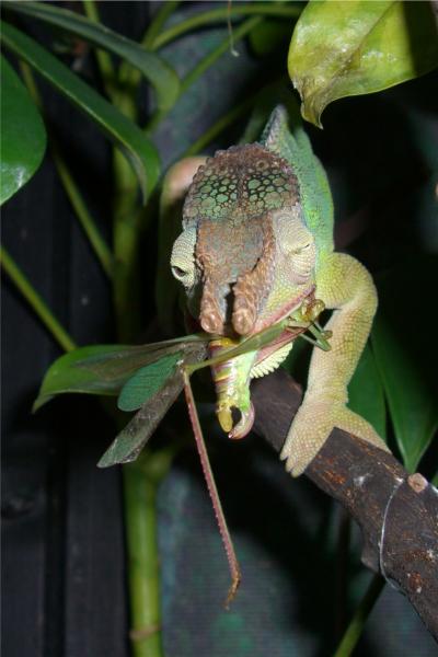 Yummy Katydid