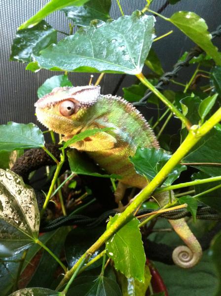 Zaphod, 10 months old, 2 weeks new, showing off some awesome yellow & red for me!