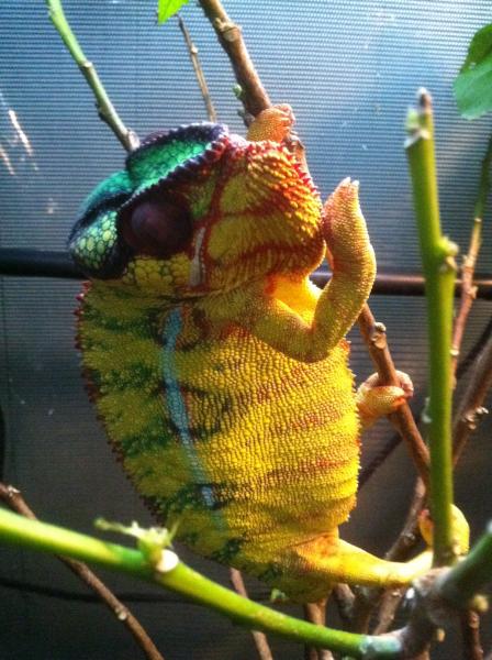 Zaphod is really scared of kiwi.