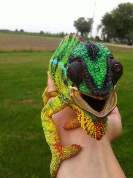 Zaphod outside on kiwi day.