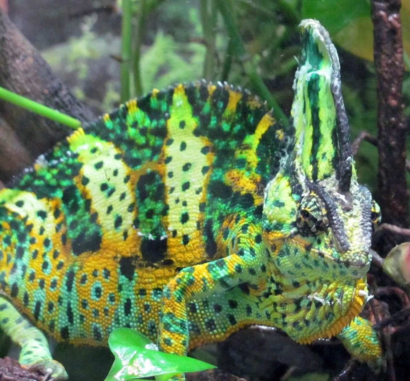 Zaphod