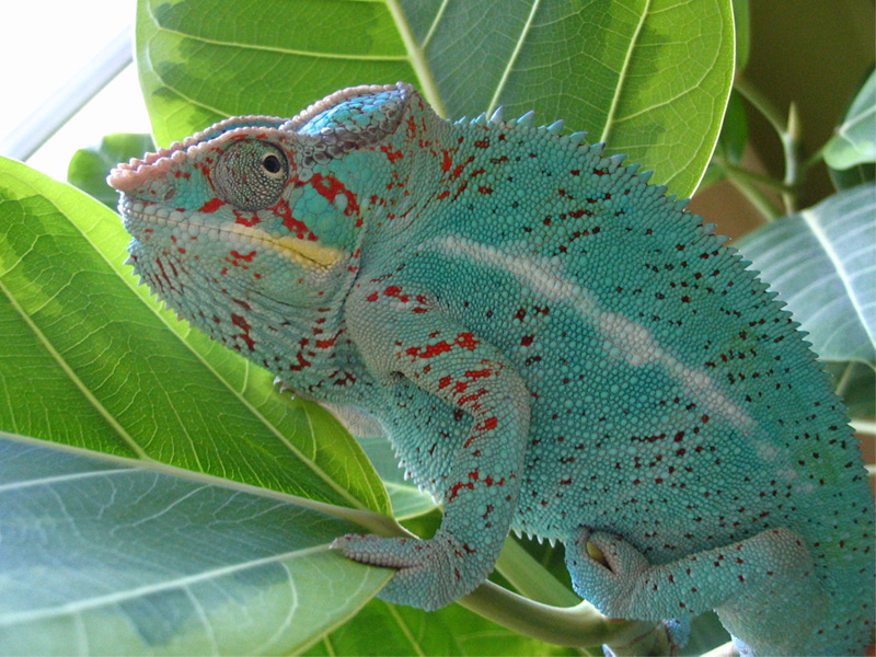 zephir in the hibiscus