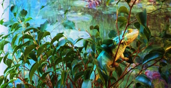 Zephyr does monet