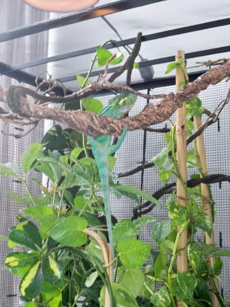 Zephyrs first steps in his new cage!