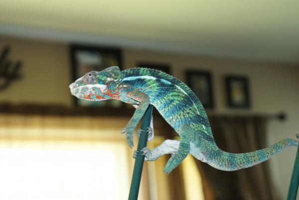 Zeus 6 month Ambilobe