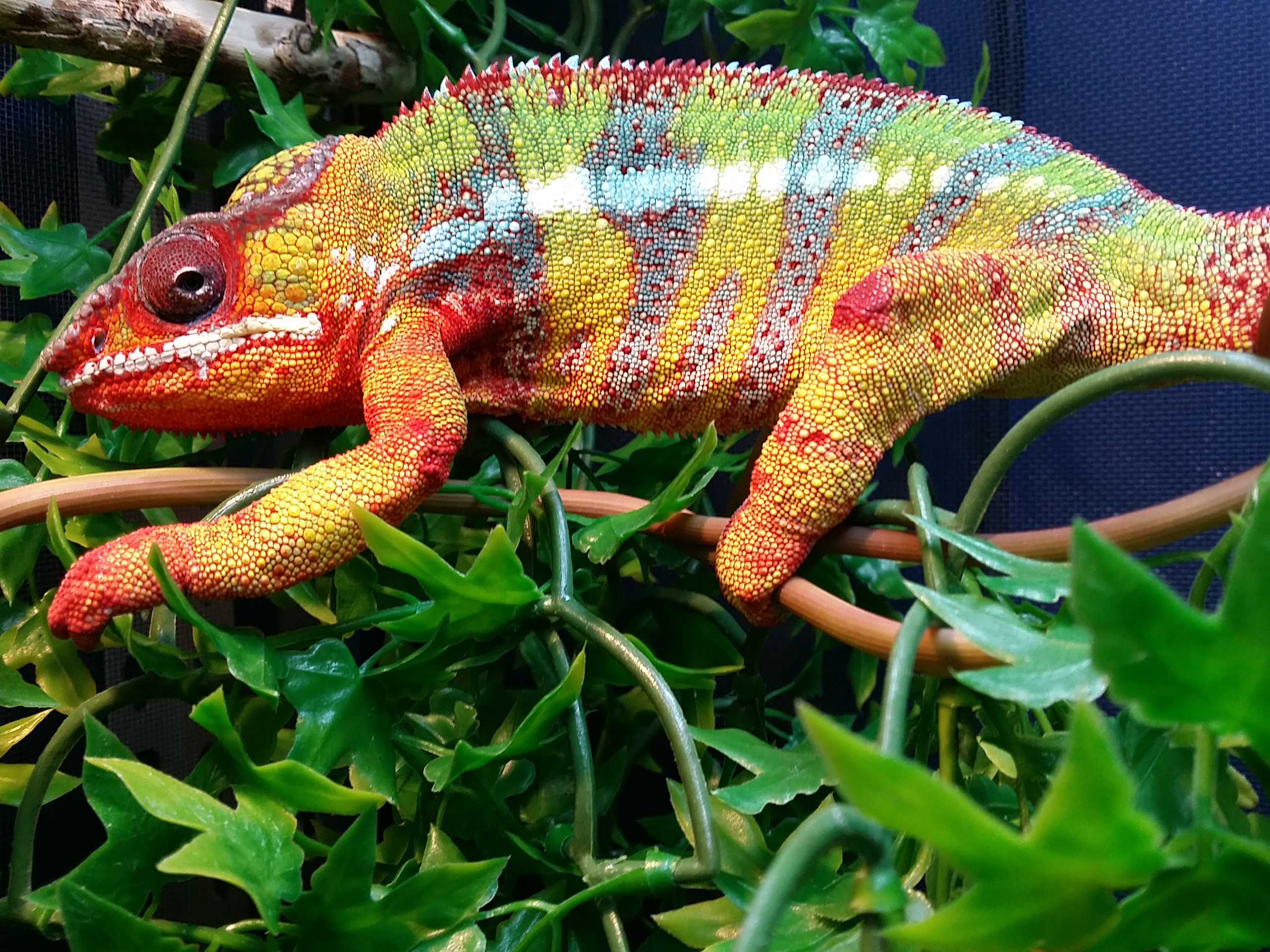 Zeus! One Of Many Beautiful Male Breeders We Have At The Panther Baron!