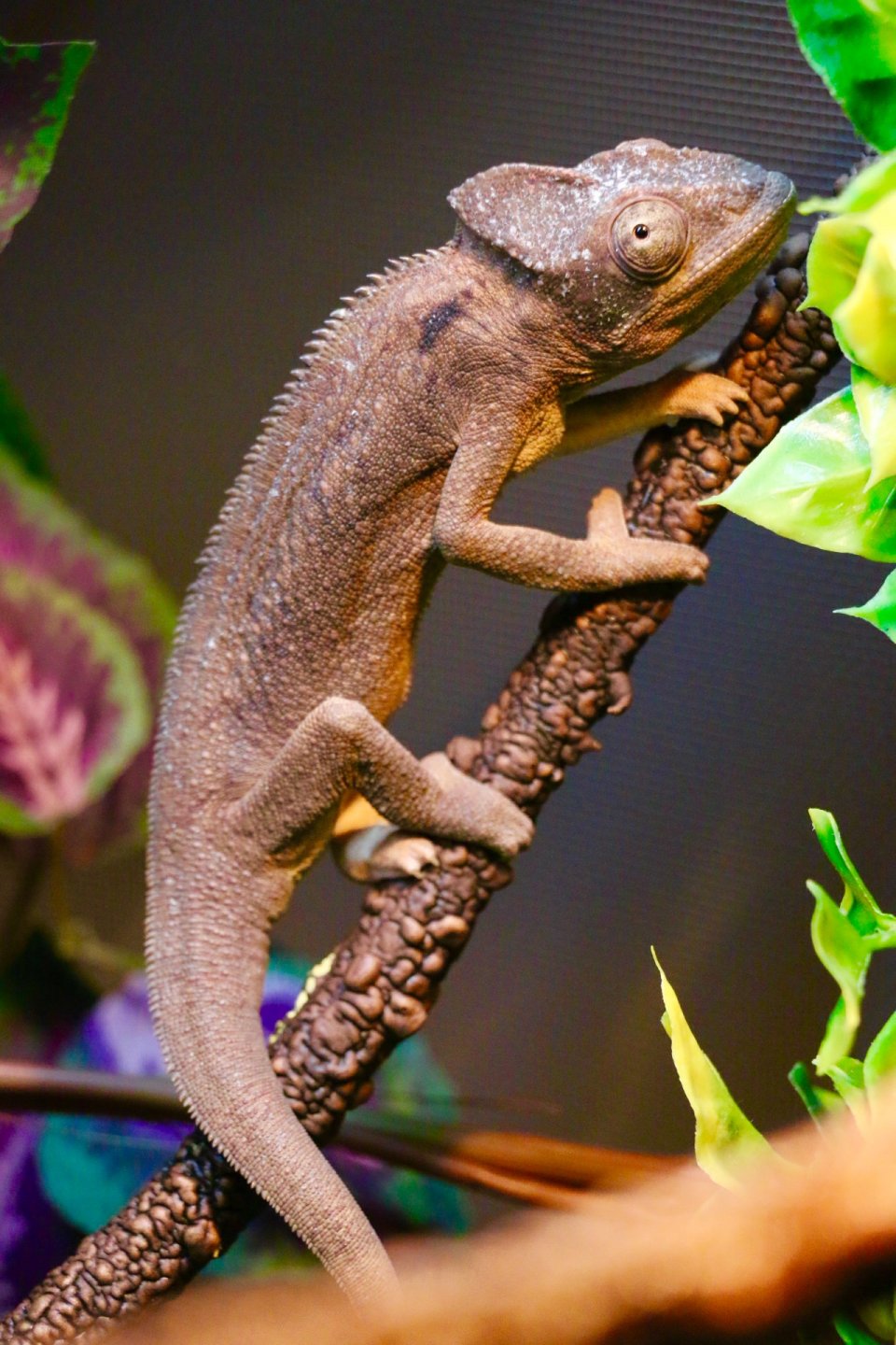 Zeus