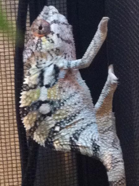 Ziggy when first got