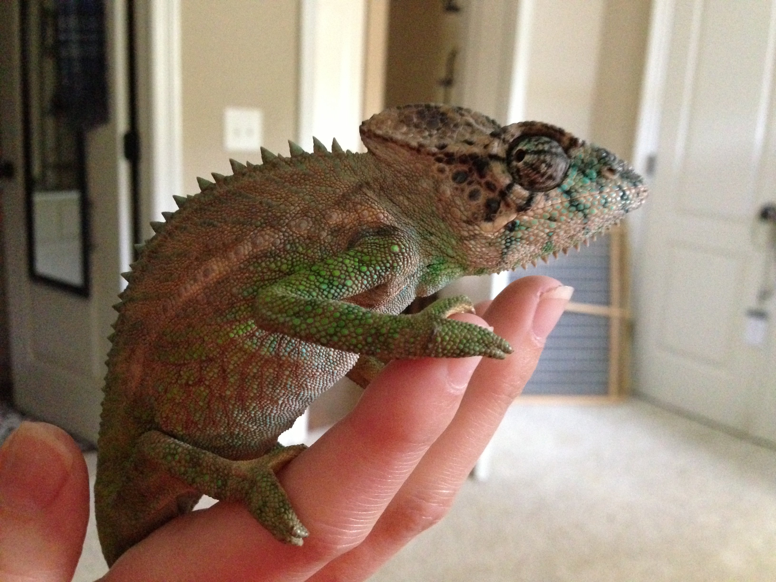 Ziggy