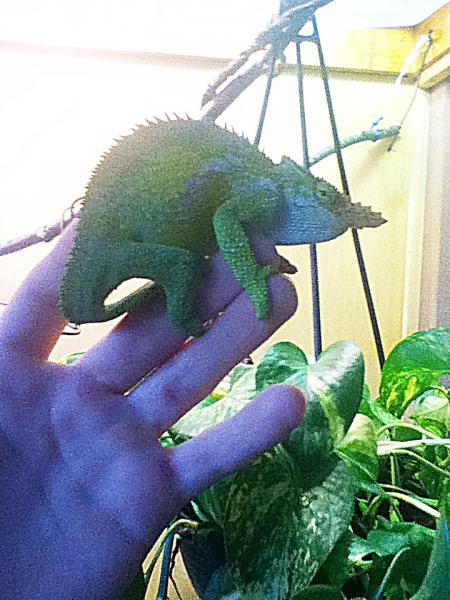 zilla on my hand :)))