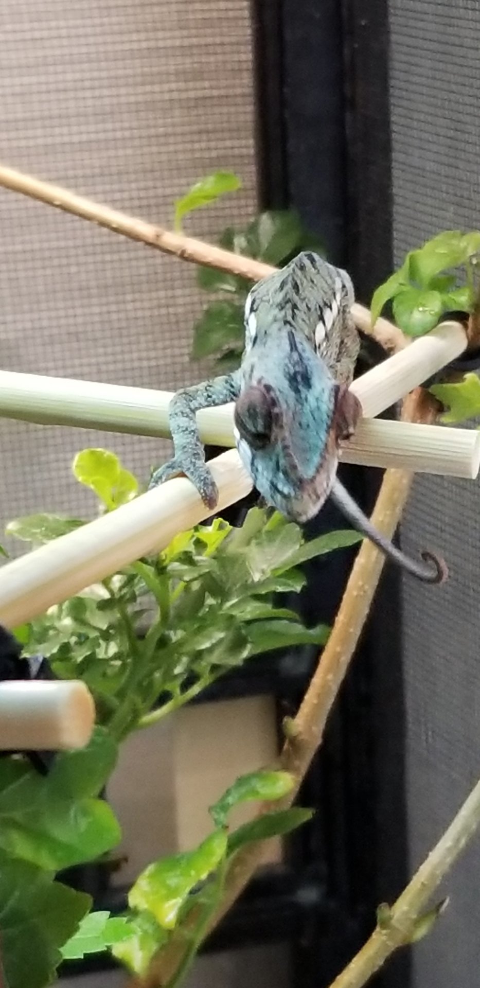 Zilla