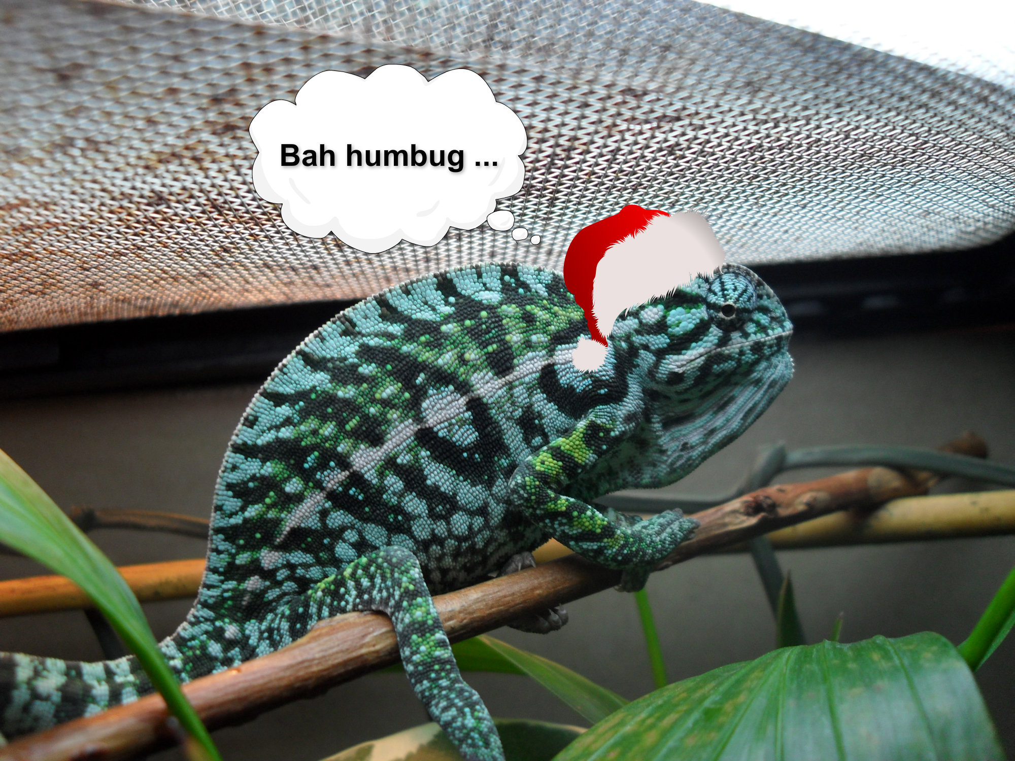 Zippy Christmas