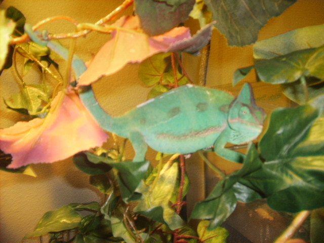 Zoey after Carmen encounter