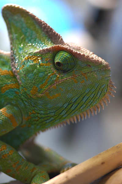 Zoey Eyes 02 20080616