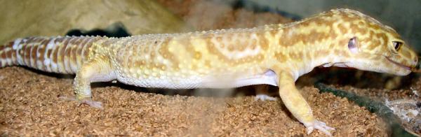 Zues - Tremper giant banded albino